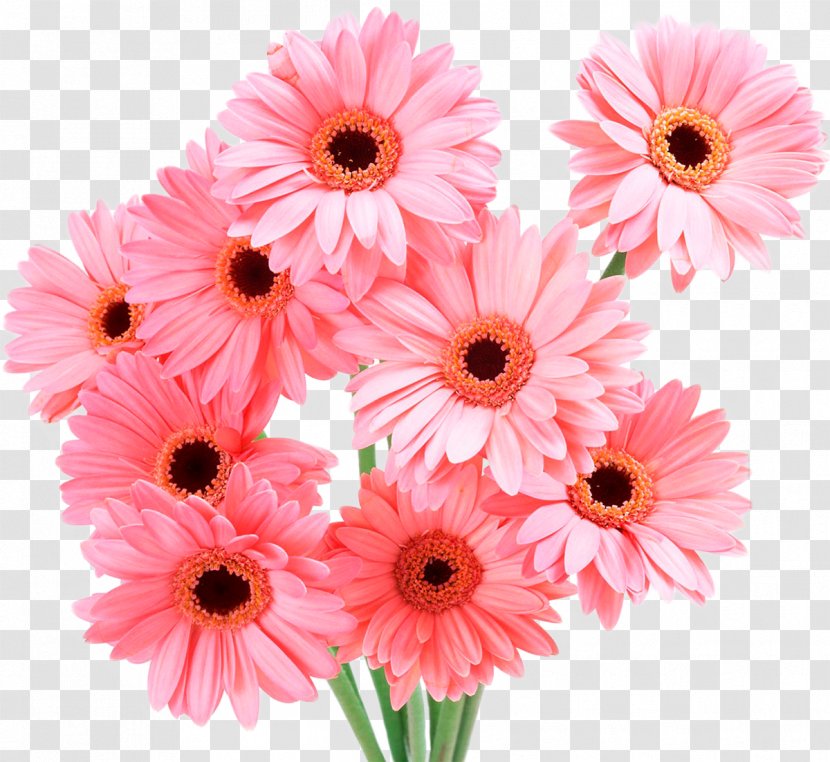 Transvaal Daisy Pink Flowers Common Rose - Floristry - Chrysanthemum Transparent PNG