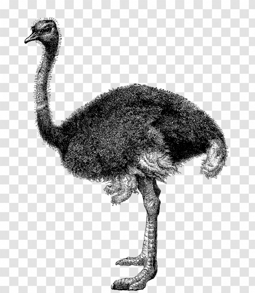 Common Ostrich Clip Art Ostriches Greater Rhea Image - Terrestrial Animal Transparent PNG
