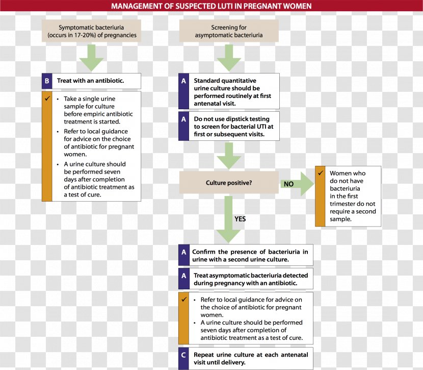 Urinary Tract Infection Urine Antibiotics Excretory System - Pregnancy Transparent PNG