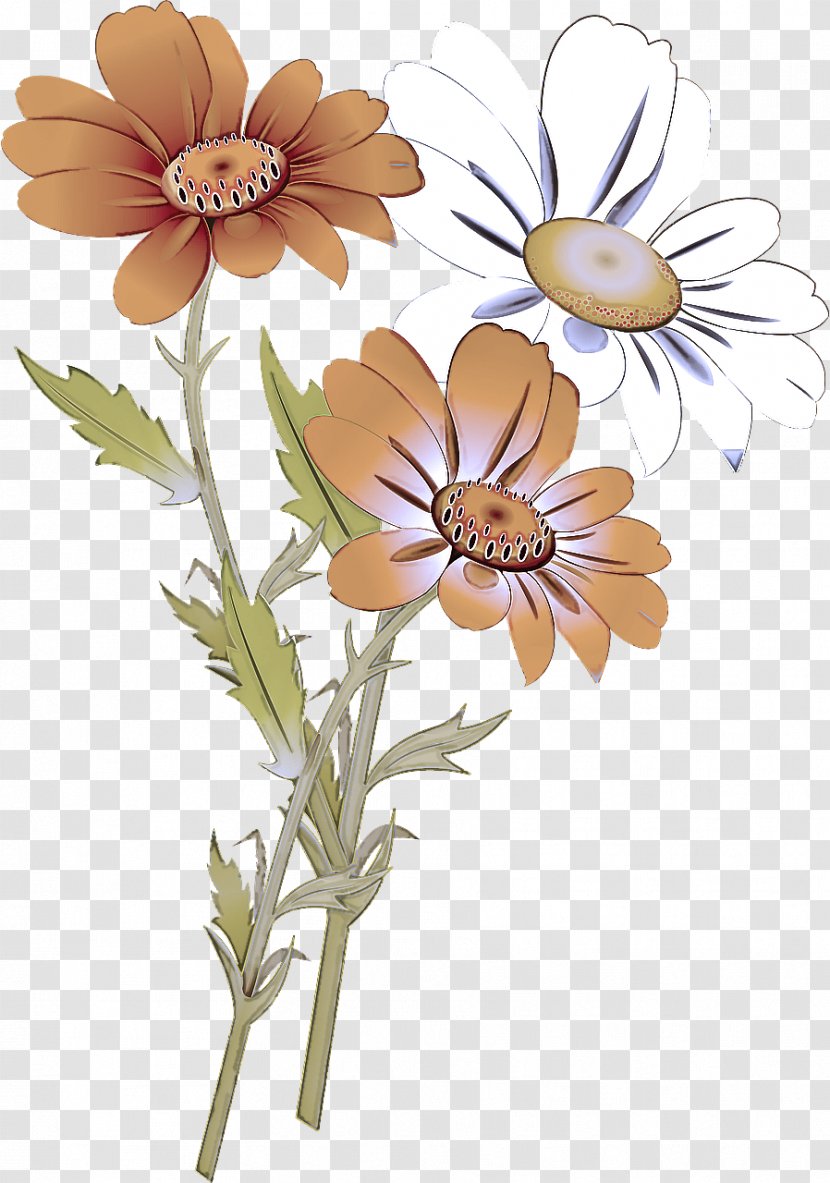 Daisy - Mayweed - Petal Oxeye Transparent PNG