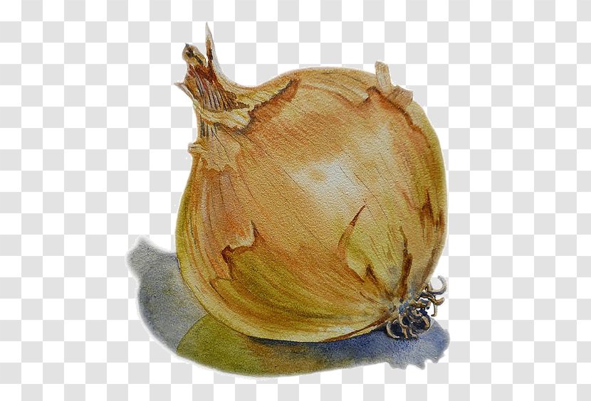 Onion Watercolor Painting Vegetable Drawing - A Garlic Transparent PNG