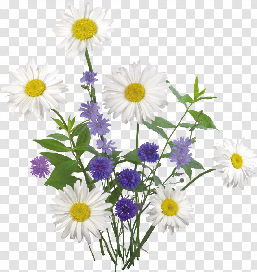 Flower Clip Art - Cut Flowers - Chamomile Transparent PNG