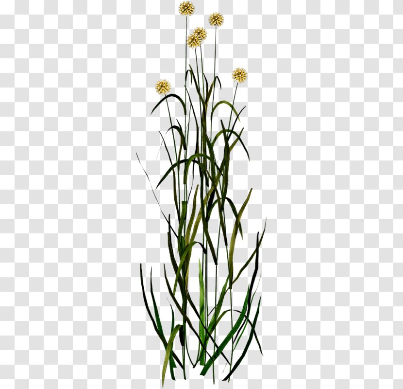 Dandelion Plant Floral Design - Swaying In The Wind Transparent PNG