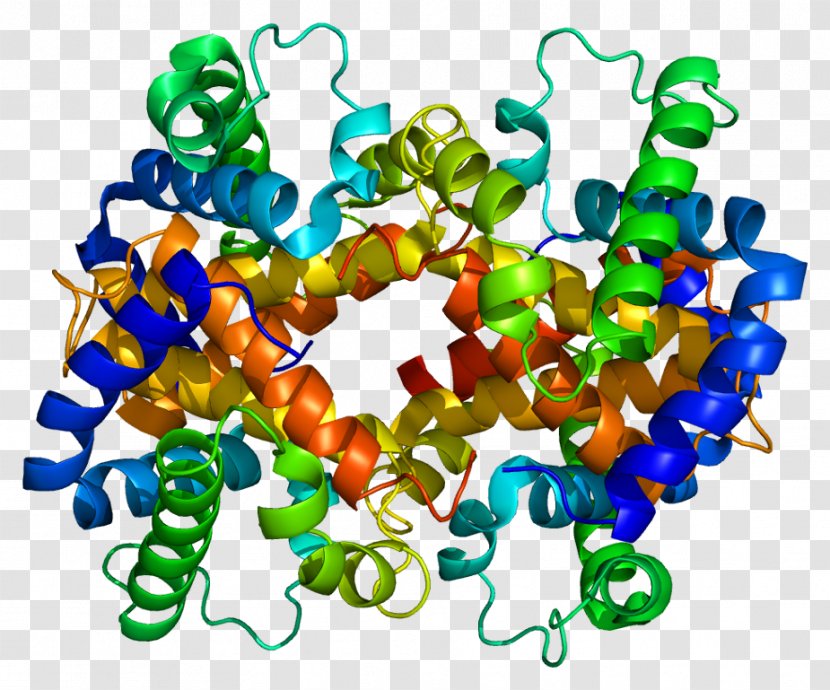 Hemoglobin, Alpha 1 HBB HBG1 - Flower - Molecular Chain Transparent PNG