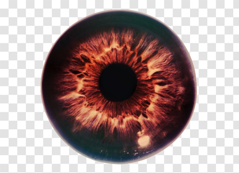 Iris Eye The Pupil Optic Nerve - Frame Transparent PNG