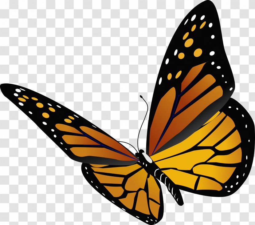 Monarch Butterfly Insect Clip Art - Invertebrate - Dragonfly Transparent PNG