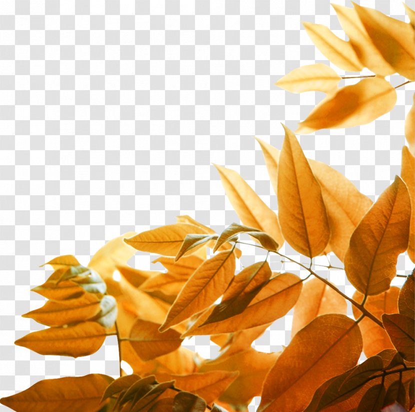 Leaf Yellow Autumn Wallpaper - Orange - Leaves Transparent PNG