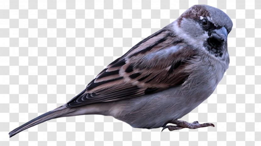 Bird Beak Sparrow Perching House - Pine Siskin Finch Transparent PNG
