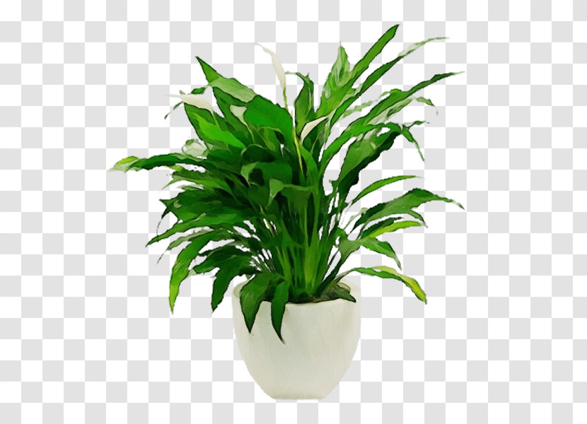 Living Room Houseplant Plant Stem Flowerpot Bonsai Transparent PNG