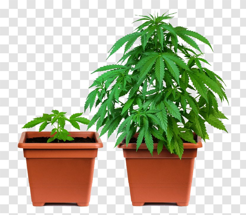 California Proposition 215 Cannabis Sativa Marijuana Cup - Herb - Potted Plant Transparent PNG