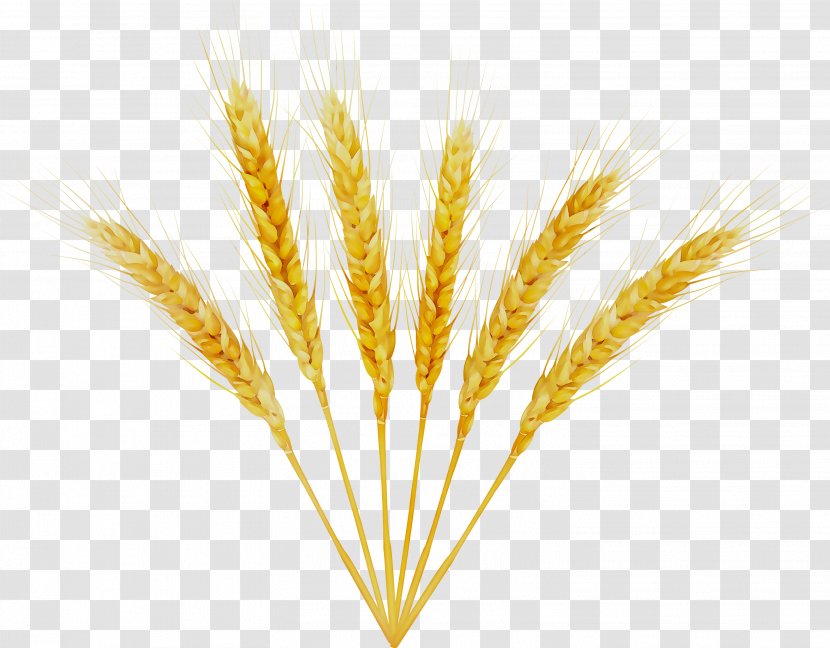 Barley Emmer Einkorn Wheat Cereal Germ - Grain - Reed Transparent PNG