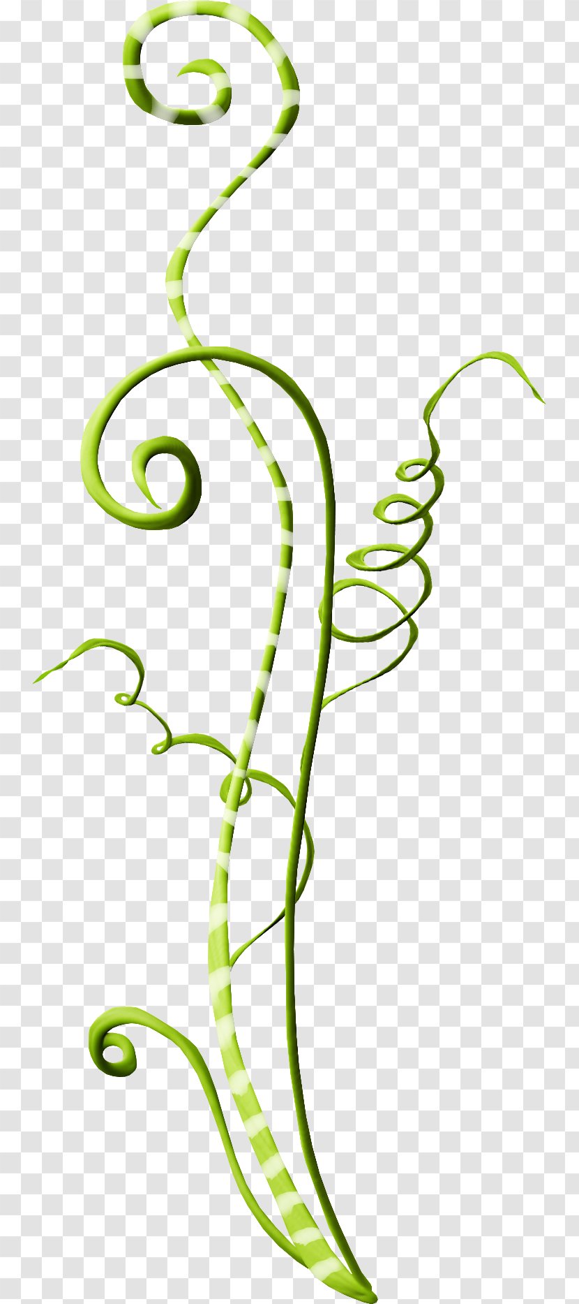 Rattan Clip Art - Plant Stem - Ribbon Transparent PNG