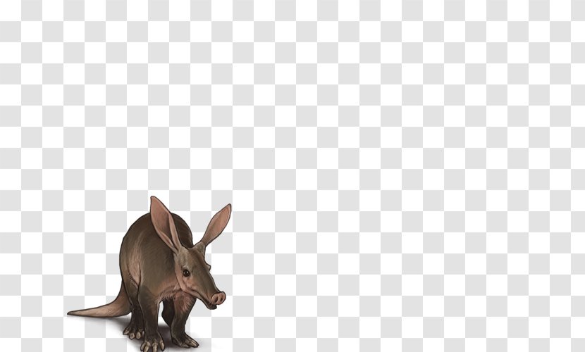 Domestic Rabbit Hare Macropodidae Fauna Transparent PNG
