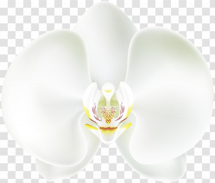 Moth Orchids Flower Petal - White Orchid Transparent PNG