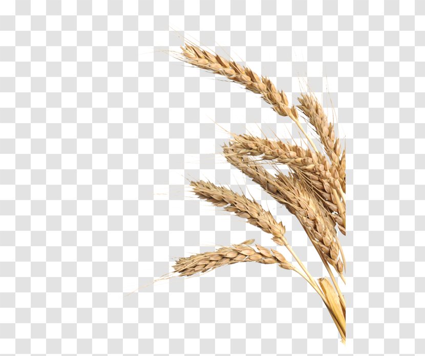 Emmer Einkorn Wheat Spelt Cereal Durum - Whole Grain - Bavaria Transparent PNG