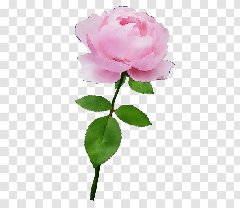 Garden Roses - Flower - Rose Family Transparent PNG