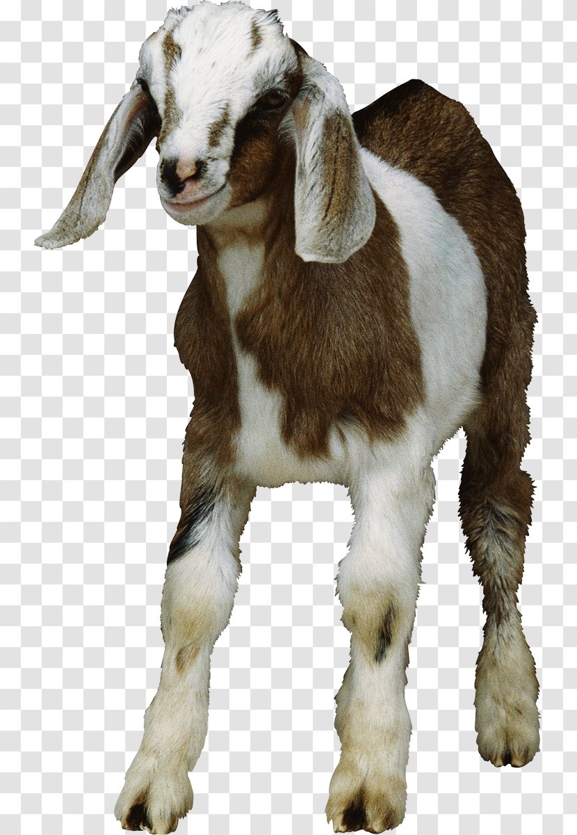 Goat Clip Art - Livestock Transparent PNG