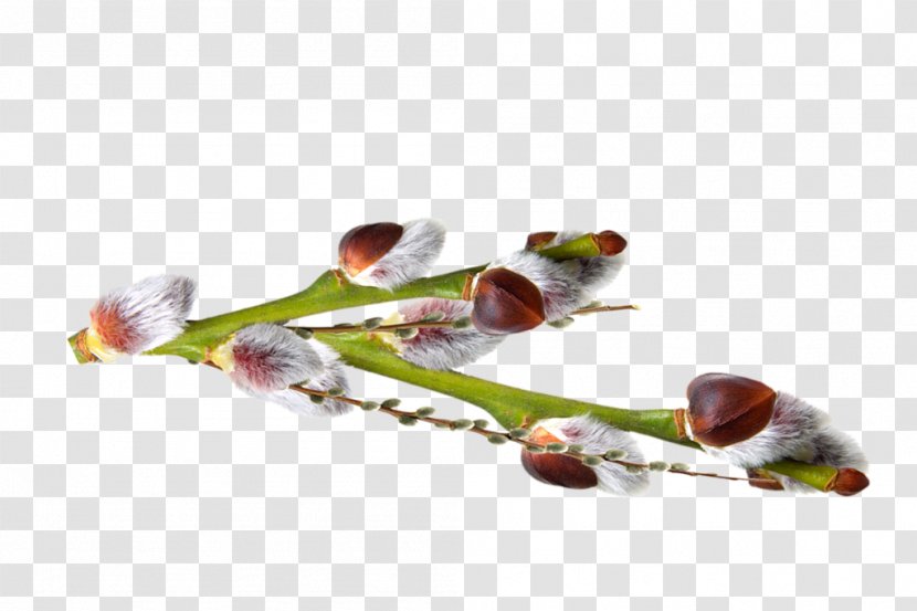 Salix Alba Palm Sunday Bud Tree Holiday - Flower Transparent PNG