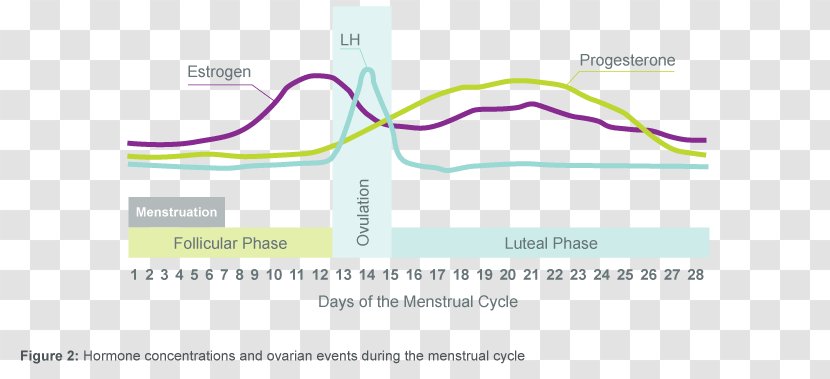 The Menstrual Cycle Menstruation Luteal Phase - Technology - Hormone Secretion Transparent PNG