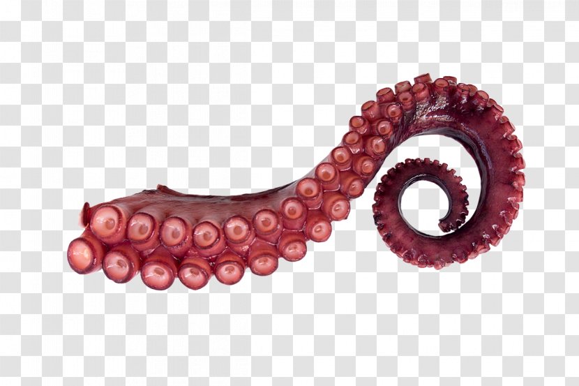 Giant Pacific Octopus Squid Tentacle Stock Photography Transparent PNG
