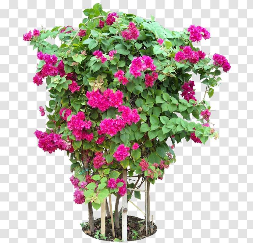 Bougainvillea Glabra Tree Flower Plant - BUNGA Transparent PNG