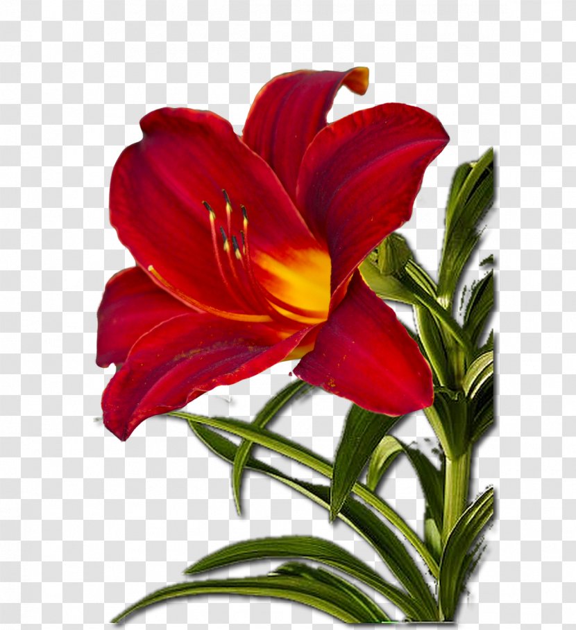 Cut Flowers Plant Stem Petal - Watercolor - Flower Transparent PNG