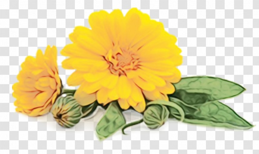 Flower English Marigold Yellow Plant Flowering - Zinnia - Cut Flowers Transparent PNG