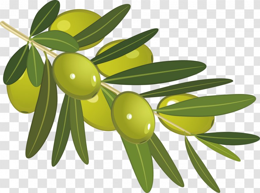 Olive Stock Photography Clip Art - Vector Transparent PNG