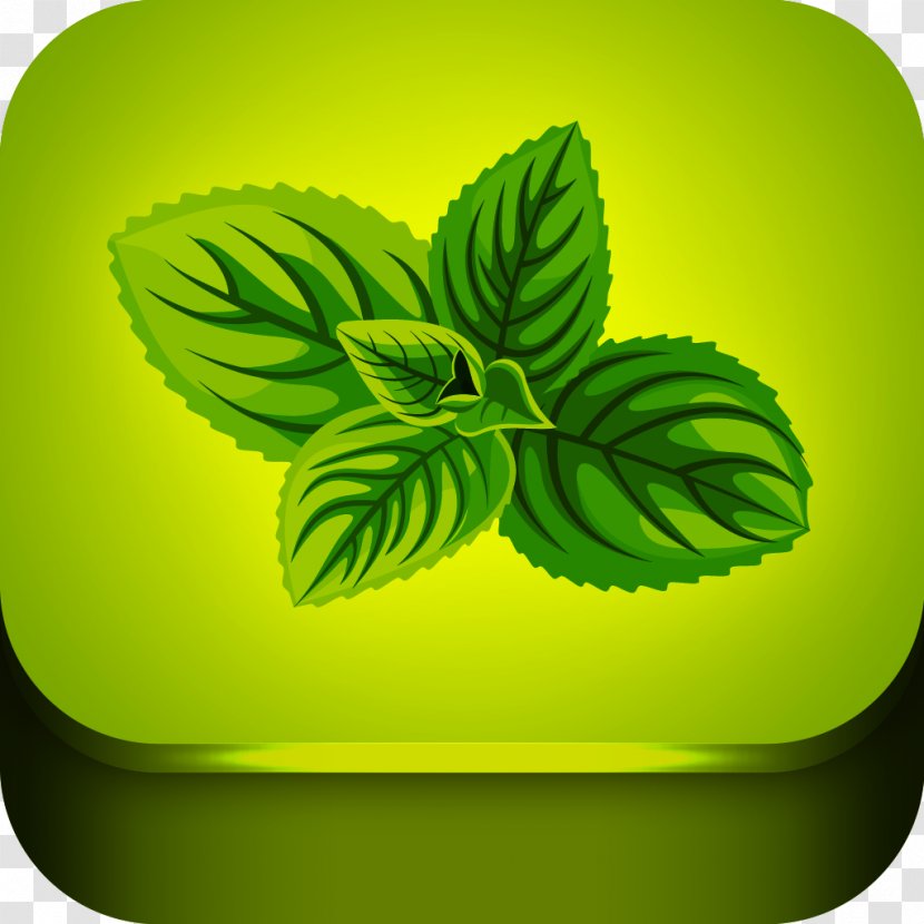 Herb Peppermint Mentha Spicata Medicinal Plants Apple Mint - Hemp - Chinese Herbal Medicine Transparent PNG
