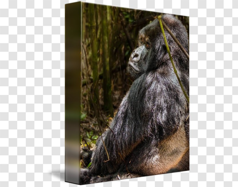 Common Chimpanzee Western Gorilla Orangutan Fur Terrestrial Animal Transparent PNG