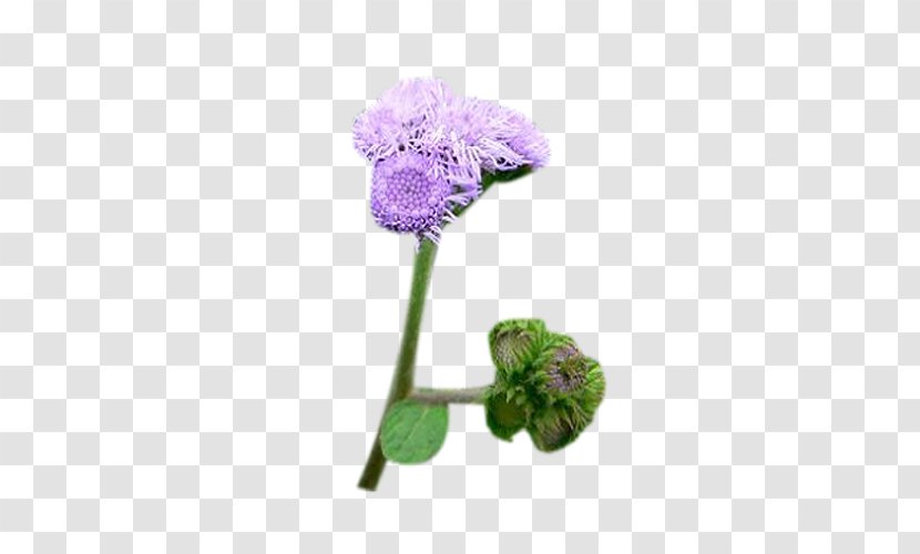Milk Thistle Flower Euclidean Vector - Plant - A Piece Of Purple Buds Transparent PNG