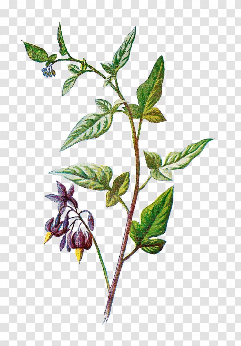 Bittersweet Botany Botanical Illustration Clip Art - Plant Stem Transparent PNG
