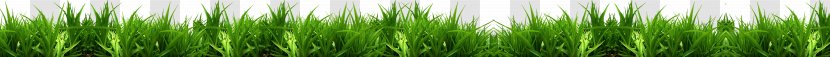 Green Grasses Leaf Plant Stem Family - Creative Grass Transparent PNG