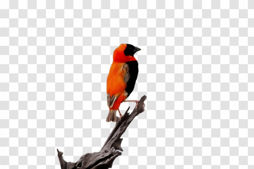 Watercolor Animal - Songbird Branch Transparent PNG
