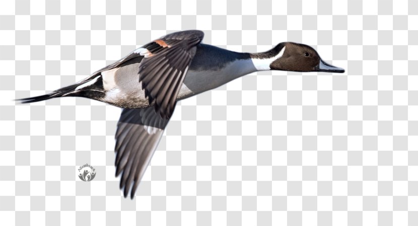 Mallard Duck Goose - Feather Transparent PNG