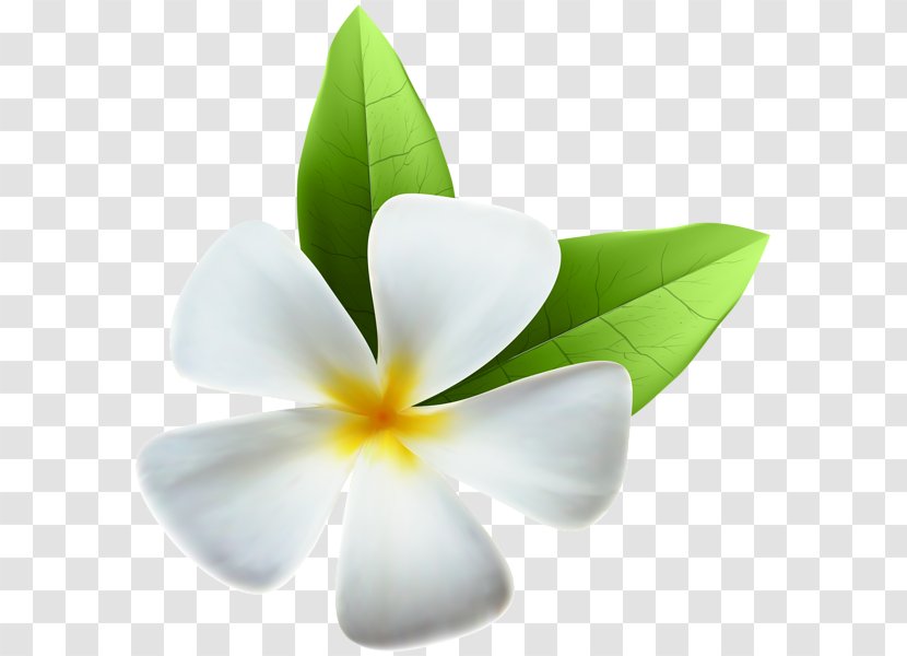 White Flower - Plant Transparent PNG