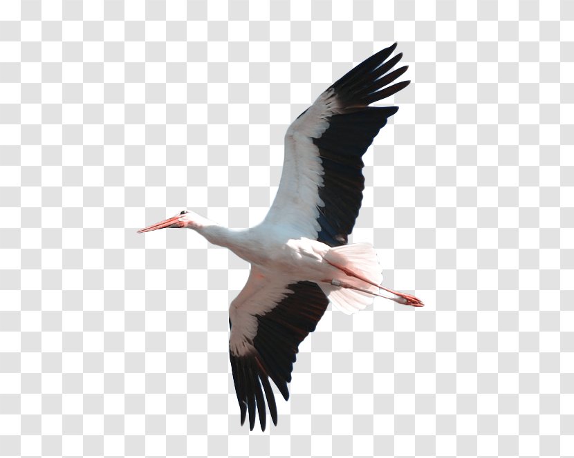 Crane White Feather - Ciconiiformes Transparent PNG