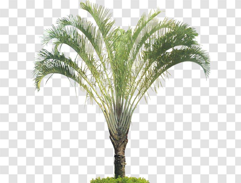 Dypsis Decaryi Tree Arecaceae Tropics Plant - Cycad - Tropical Leaf Transparent PNG
