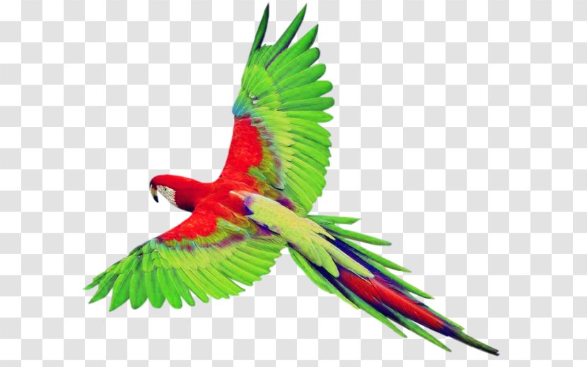 Bird True Parrot Clip Art - Vertebrate - Pictures Transparent PNG