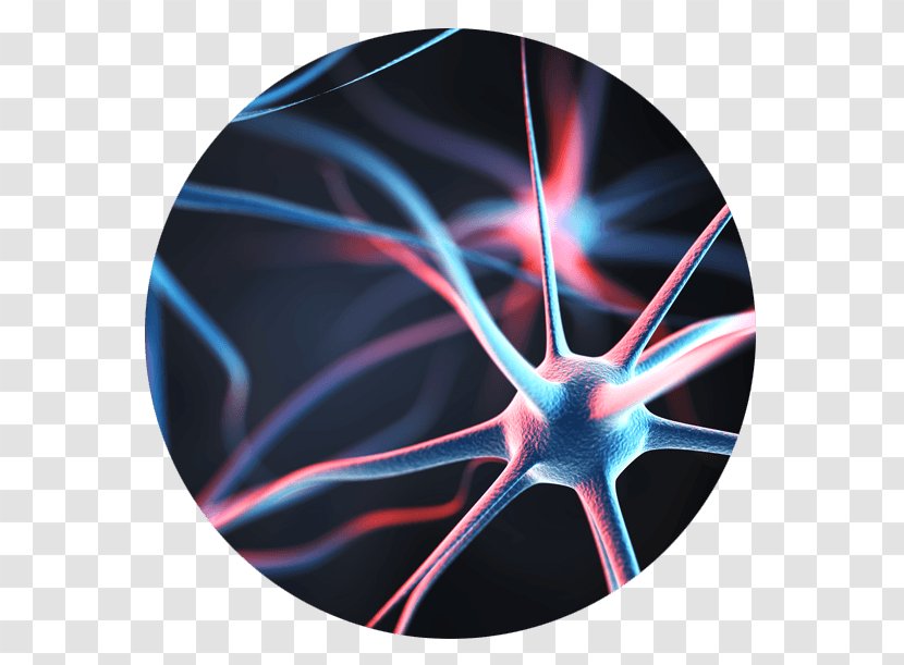 Neuron Behavioural Economics Agy Brain Nervous System - Nerve Transparent PNG