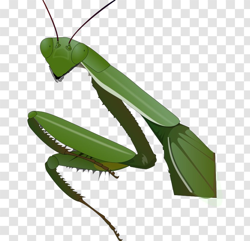 Praying Hands Insect Mantis Clip Art - Pictures Of Transparent PNG
