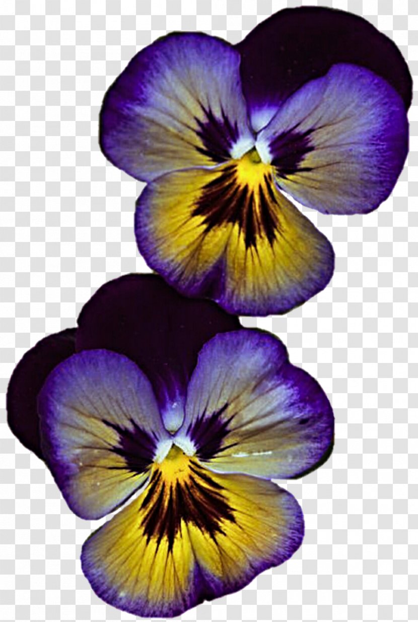 Pansy Violet Flower Lilac Red - Twins Transparent PNG