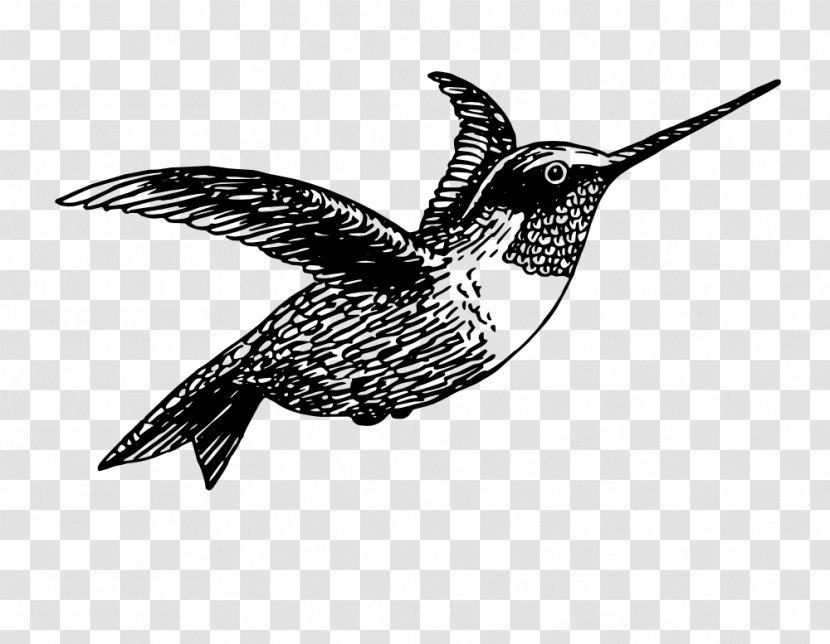 Ruby-throated Hummingbird Pillow Clip Art - Bird Transparent PNG