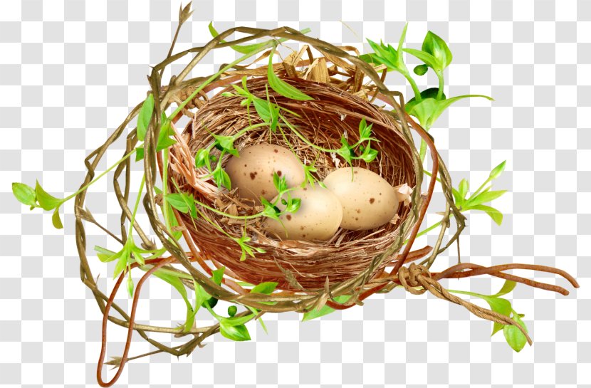 Egg Cartoon - Chicken - Plant Food Transparent PNG