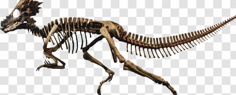 Velociraptor Dinosaur Skeleton Invertebrate Terrestrial Animal Transparent PNG