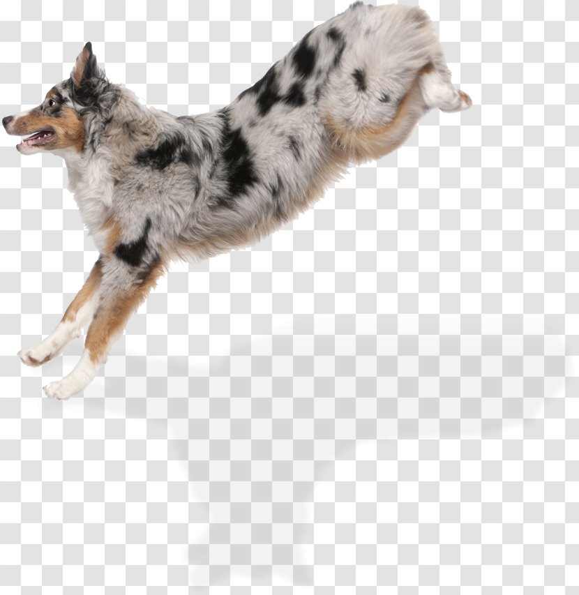 Dog Breed Koolie Australian Shepherd Collie German - Super Transparent PNG