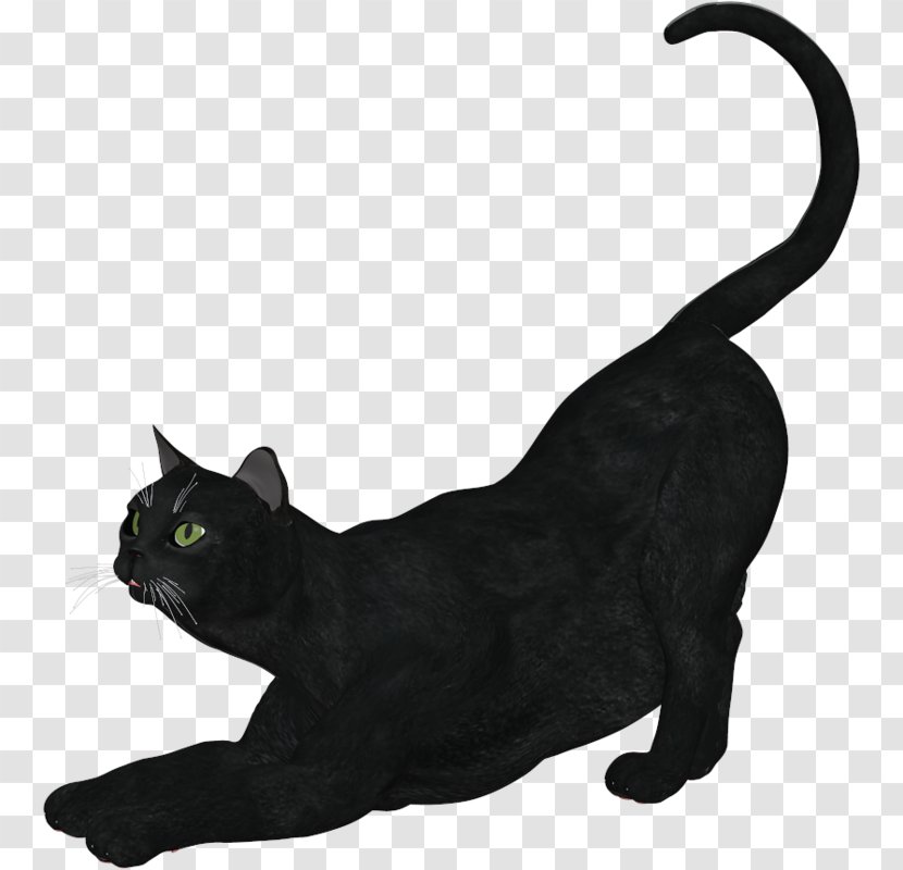 Black Cat Bombay Burmese Korat Domestic Short-haired Transparent PNG