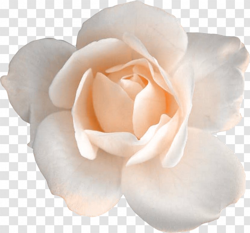 Garden Roses Centifolia Flower Floribunda - Plant - White Rose Transparent PNG