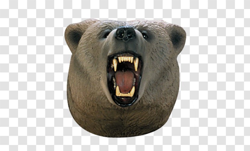 Grizzly Bear Brown Snout Head - Human Body Transparent PNG