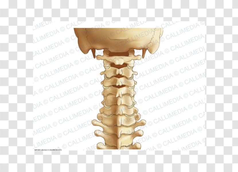 The Cervical Spine Vertebrae Vertebral Column Ligament Anatomy - Alar - Rachis Transparent PNG